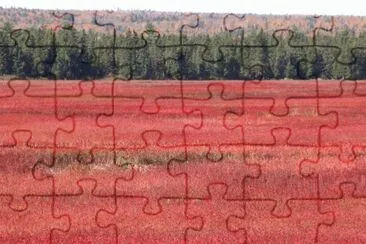 Blueberry field in the fall jigsaw puzzle