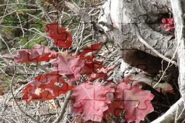 Oak tree leaves