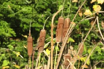 Bullrushes at the roadside