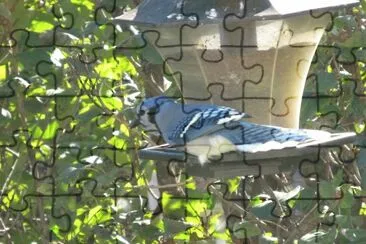 Blue Jay at the feeder jigsaw puzzle