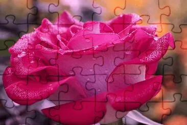 rosas jigsaw puzzle