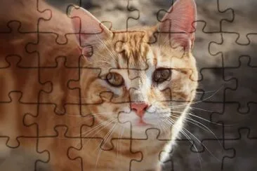 Gatito rubio de lindos ojos jigsaw puzzle