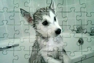 cÃ£ozinho jigsaw puzzle