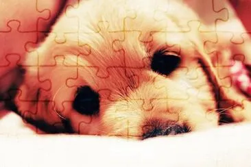 cÃ£ozinho jigsaw puzzle