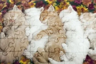 ninhada jigsaw puzzle