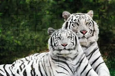 Tigres Brancos jigsaw puzzle