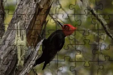 PÃ¡jaro carpintero jigsaw puzzle