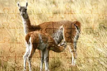 guanacos en la pampa jigsaw puzzle