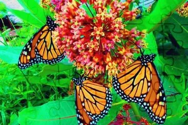 Monarch butterflies jigsaw puzzle