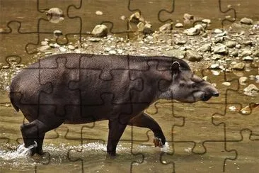 פאזל של Danta o Tapir