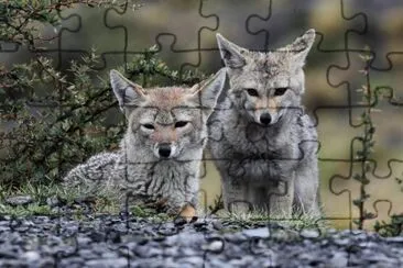 Fauna PatagÃ³nica jigsaw puzzle