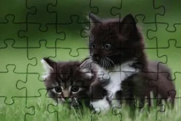 chatons jigsaw puzzle