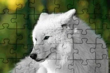 loup jigsaw puzzle