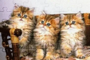 chatons jigsaw puzzle