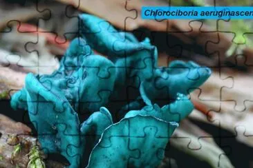 Chlorociboria aeruginascens