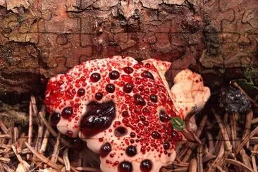 Hongo diente sangrante - Hydnellum peckii jigsaw puzzle