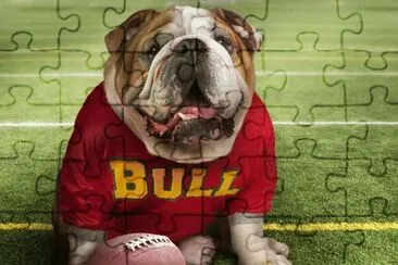 dog bull