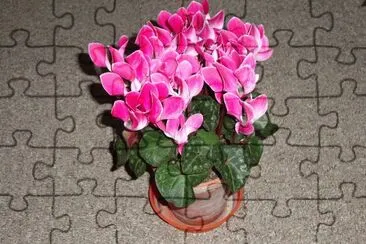 cyclamen