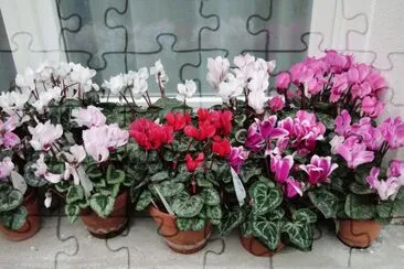 cyclamens