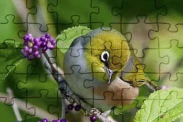 aves jigsaw puzzle