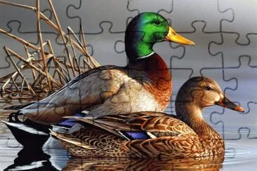 aves jigsaw puzzle