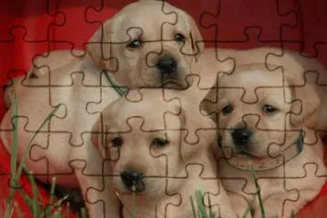 cÃ£es jigsaw puzzle