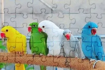  jigsaw puzzle