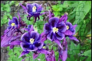 aquilegia