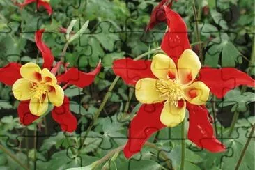 aquilegia