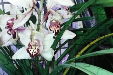 פאזל של Orquidea do terraÃ§o