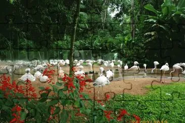 Parque das  Aves - Foz do IguaÃ§u - PR jigsaw puzzle