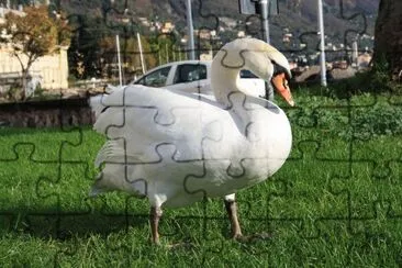 cigno