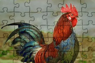 Rooster jigsaw puzzle