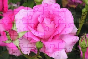 Rosas jigsaw puzzle