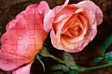 rosas jigsaw puzzle