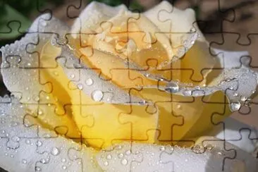 rosas jigsaw puzzle