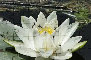 פאזל של Water lily