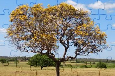 IpÃª Laranja - Jenipapeiro, Aquiraz-Ce.