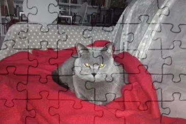 Animale jigsaw puzzle