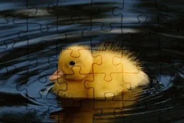 al agua pato jigsaw puzzle