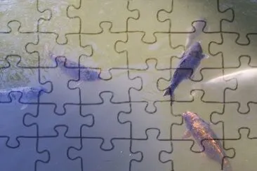 Peces jigsaw puzzle