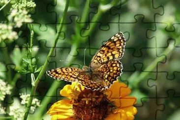 Monarch butterfly jigsaw puzzle