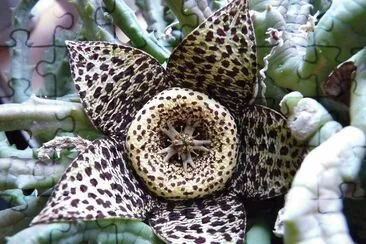 Stapelia Estrella