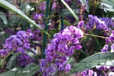 hardenbergia