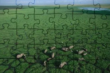 Elefantes jigsaw puzzle