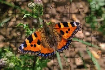 Small Tortoiseshell jigsaw puzzle