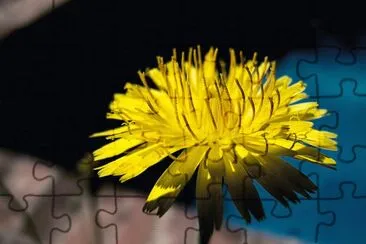 Dandilion jigsaw puzzle