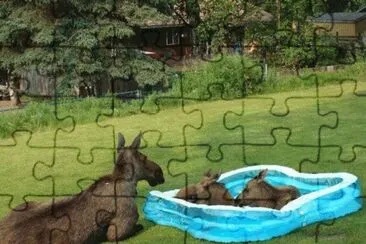 Bichos jigsaw puzzle