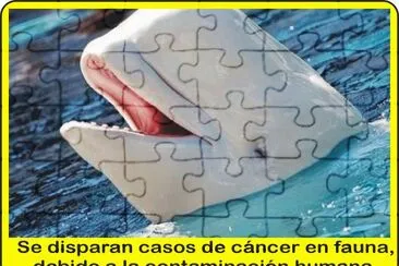 CÃNCER DE ANIMALES.