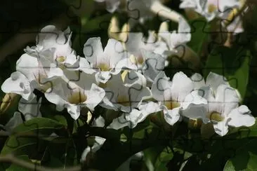 fleur des tropiques